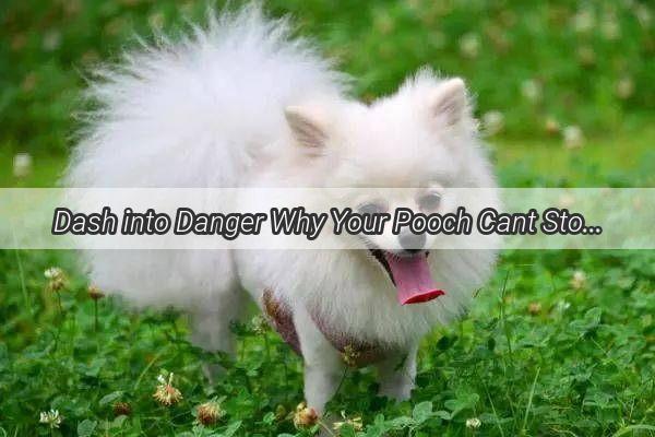 Dash into Danger Why Your Pooch Cant Stop Trying to Bump into Cars